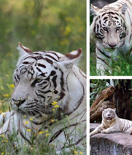 Bengal tiger - бесплатно скачать живые обои на Андроид телефон или планшет.