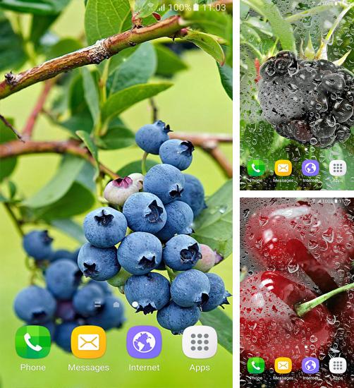 Descarga gratuita fondos de pantalla animados Bayas  para Android. Consigue la versión completa de la aplicación apk de Berries para tabletas y teléfonos Android.