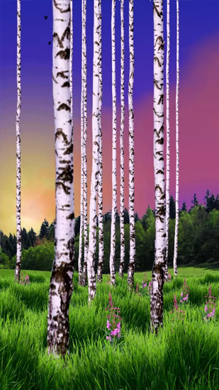 Download livewallpaper Birch Wood for Android. Get full version of Android apk livewallpaper Birch Wood for tablet and phone.