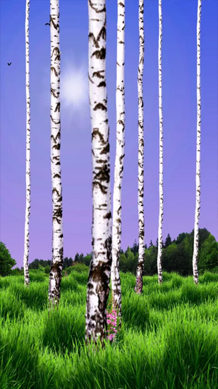 Screenshots of the Birch Wood for Android tablet, phone.