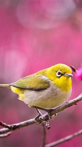 Download Birds by Happy live wallpapers - livewallpaper for Android. Birds by Happy live wallpapers apk - free download.