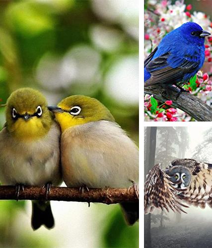 Birds by Pro Live Wallpapers