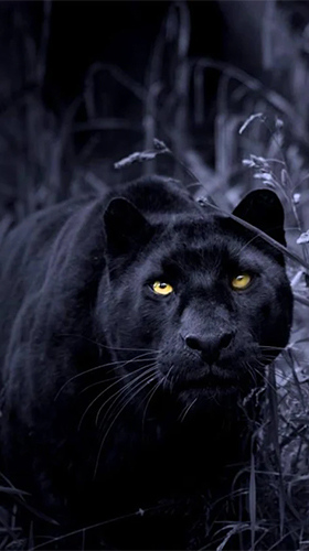 Black panter live wallpaper for Android. Black panter free download for  tablet and phone.