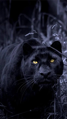 Black panter