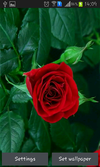 Fondos de pantalla animados a Blooming red rose para Android. Descarga gratuita fondos de pantalla animados Rosa roja que florece.