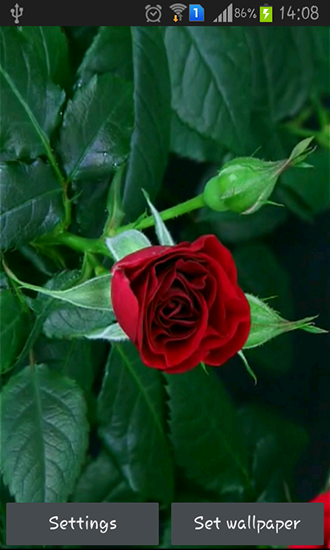 Écrans de Blooming red rose pour tablette et téléphone Android.