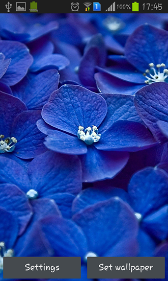 Blue flowers - бесплатно скачать живые обои на Андроид телефон или планшет.