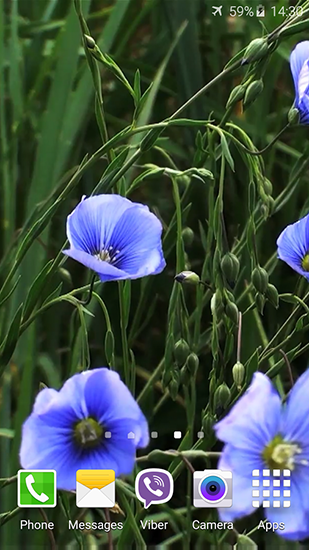 Blue flowers by Jacal video live wallpapers