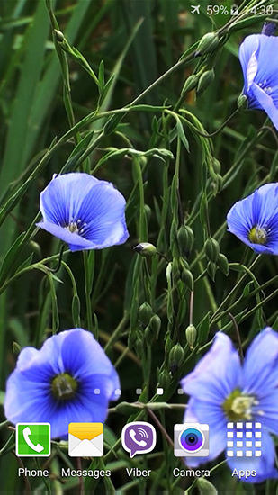 Blue flowers by Jacal video live wallpapers - бесплатно скачать живые обои на Андроид телефон или планшет.