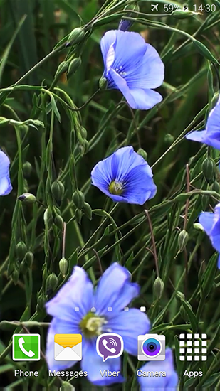 Blue flowers by Jacal video live wallpapers - скачати безкоштовно живі шпалери для Андроїд на робочий стіл.