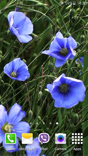 Скриншот Blue flowers by Jacal video live wallpapers. Скачать живые обои на Андроид планшеты и телефоны.