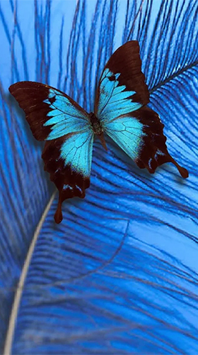 Kostenloses Android-Live Wallpaper Schmetterling. Vollversion der Android-apk-App Butterfly by HQ Awesome Live Wallpaper für Tablets und Telefone.