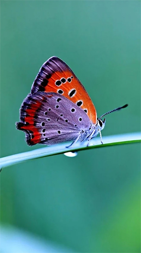 Screenshots of the Butterfly by HQ Awesome Live Wallpaper for Android tablet, phone.