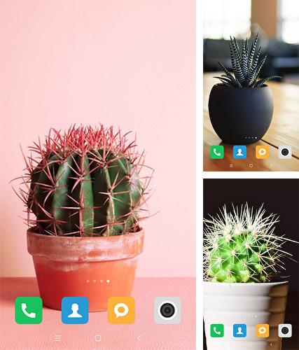 Cactus - бесплатно скачать живые обои на Андроид телефон или планшет.