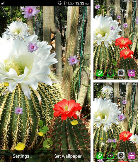 En plus du fond d'écran Poney pour téléphones et tablettes Android, vous pouvez aussi télécharger gratuitement Fleurs du cactus, Cactus flowers.