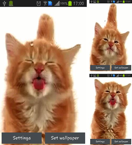 Zusätzlich zum Live Wallpaper Halloween: Spinne für Android Mobiltelefone und Tablets, können Sie auch Cat licking screen, Katze leckt Bildschirm kostenlos herunterladen.