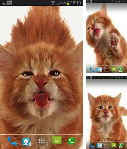 Kostenloses Android-Live Wallpaper Katze leckt den Bildschirm. Vollversion der Android-apk-App Cat licks für Tablets und Telefone.