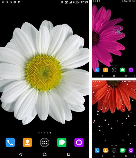 In addition to live wallpaper Dynamic Aurora for Android phones and tablets, you can also download Chamomile for free.