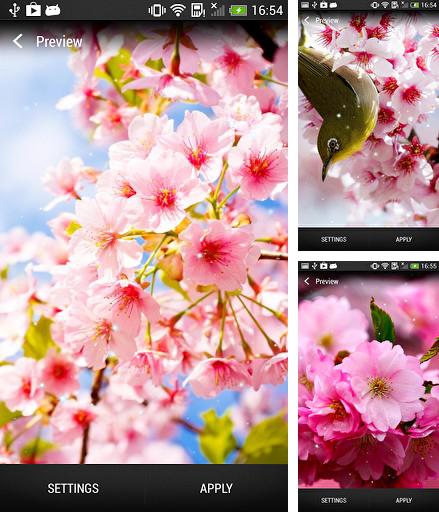 Kostenloses Android-Live Wallpaper Kirschblüten. Vollversion der Android-apk-App Cherry blossom für Tablets und Telefone.