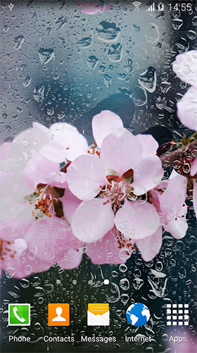 Cherry in blossom by BlackBird Wallpapers