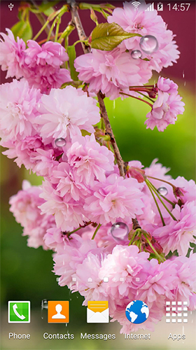 Screenshots of the Cherry in blossom by BlackBird Wallpapers for Android tablet, phone.