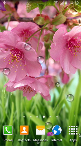 Screenshots of the Cherry in blossom by BlackBird Wallpapers for Android tablet, phone.