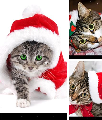 Kostenloses Android-Live Wallpaper Weihnachtliche Katze. Vollversion der Android-apk-App Christmas cat by KKPICTURE für Tablets und Telefone.