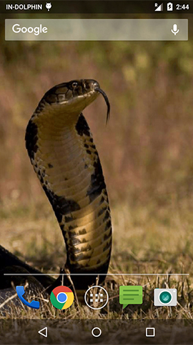 Download livewallpaper Cobra attack for Android. Get full version of Android apk livewallpaper Cobra attack for tablet and phone.