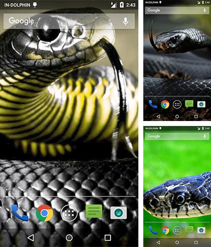 Kostenloses Android-Live Wallpaper Angreifende Kobra. Vollversion der Android-apk-App Cobra attack für Tablets und Telefone.