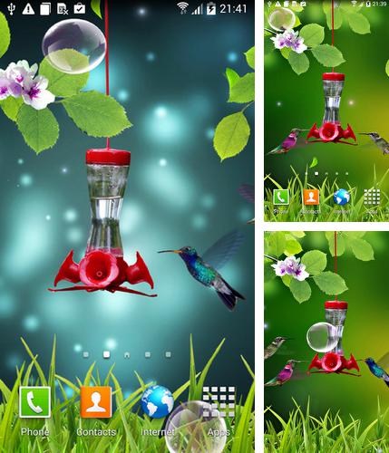Download live wallpaper Colibri for Android. Get full version of Android apk livewallpaper Colibri for tablet and phone.