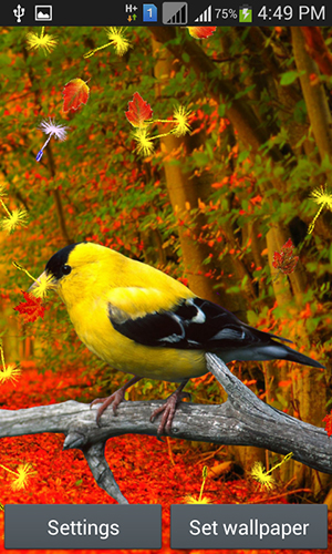 Descarga gratuita fondos de pantalla animados Pájaros lindos  para Android. Consigue la versión completa de la aplicación apk de Cute birds para tabletas y teléfonos Android.