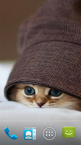Cute cat by Premium Developer - бесплатно скачать живые обои на Андроид телефон или планшет.