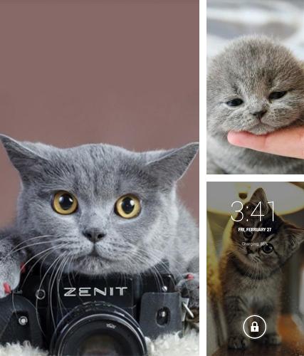 Kostenloses Android-Live Wallpaper Süße Katze. Vollversion der Android-apk-App Cute cat by Premium Developer für Tablets und Telefone.