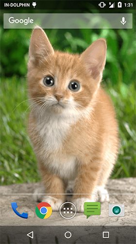 Cute cat by Psii - бесплатно скачать живые обои на Андроид телефон или планшет.