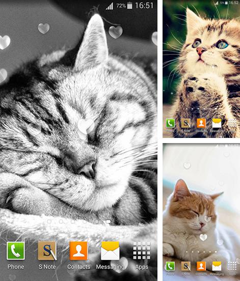 Kostenloses Android-Live Wallpaper Süße Katzen. Vollversion der Android-apk-App Cute cats für Tablets und Telefone.