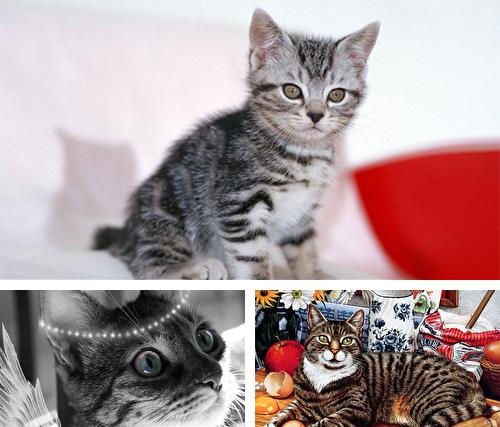 Kostenloses Android-Live Wallpaper Niedliche Katzen. Vollversion der Android-apk-App Cute cats by Live Wallpapers Ltd. für Tablets und Telefone.