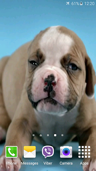 Download Cute puppies - livewallpaper for Android. Cute puppies apk - free download.