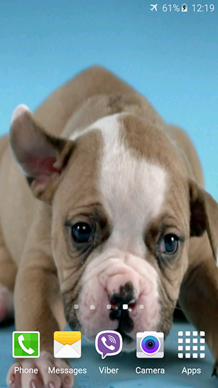 Screenshots of the Cute puppies for Android tablet, phone.