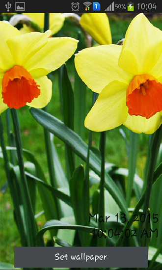 Daffodils - бесплатно скачать живые обои на Андроид телефон или планшет.