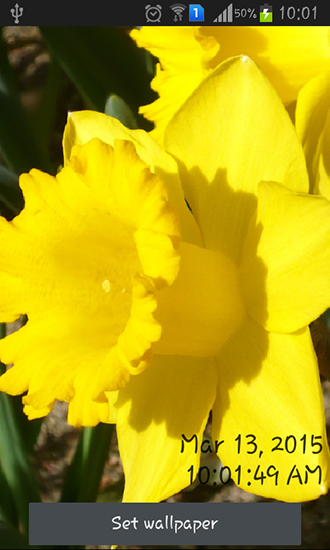 Fondos de pantalla animados a Daffodils para Android. Descarga gratuita fondos de pantalla animados Narcisos.