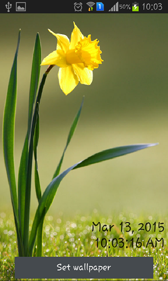 Écrans de Daffodils pour tablette et téléphone Android.