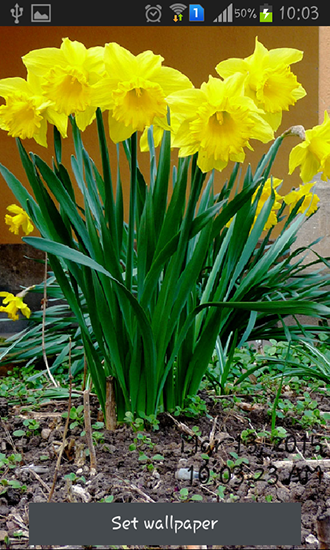 Écrans de Daffodils pour tablette et téléphone Android.
