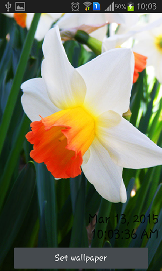 Як виглядають живі шпалери Daffodils.