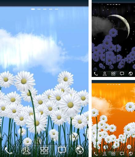 Kostenloses Android-Live Wallpaper Gänseblümchen. Vollversion der Android-apk-App Daisies für Tablets und Telefone.