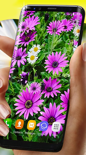 Геймплей Daisies HQ для Android телефона.