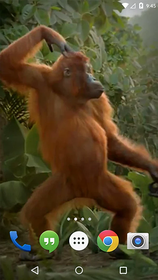 Écrans de Dancing monkey pour tablette et téléphone Android.