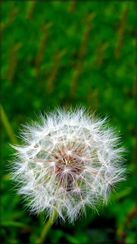 Dandelion by Live Wallpaper HD 3D live wallpaper for Android. Dandelion by Live  Wallpaper HD 3D free download for tablet and phone.