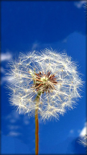 Dandelion by Live Wallpaper HD 3D - безкоштовно скачати живі шпалери на Андроїд телефон або планшет.