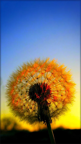 Papeis de parede animados Dente de Leão para Android. Papeis de parede animados Dandelion by Live Wallpaper HD 3D para download gratuito.