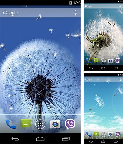 Kostenloses Android-Live Wallpaper Pusteblume. Vollversion der Android-apk-App Dandelion by Wallpapers Pro für Tablets und Telefone.
